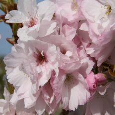 5038838004384 1 Prunus Amanogawa 12l.JPG